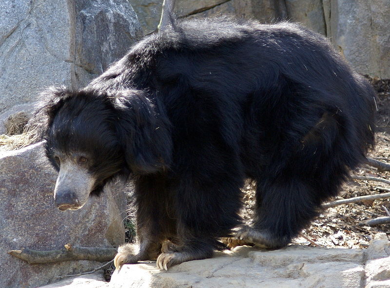 Sloth Bear of Tamil Nadu